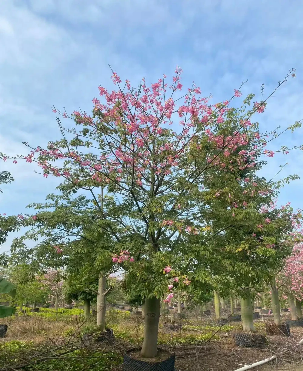 5. 生長速度較快,抗風效能優良