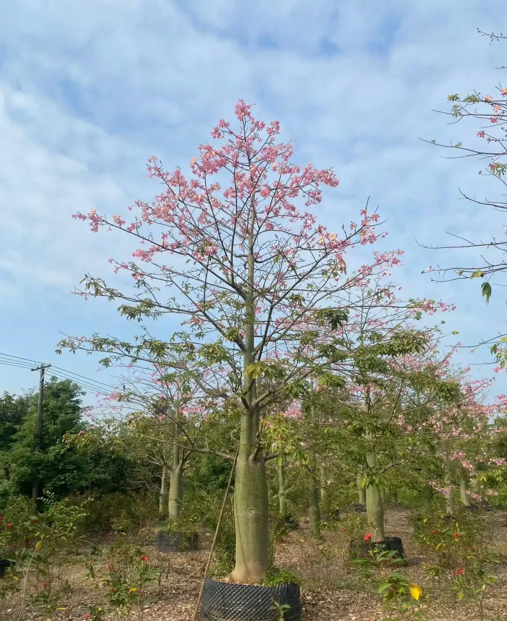 9.秋季賞花,冬日觀杆,四季景色各異