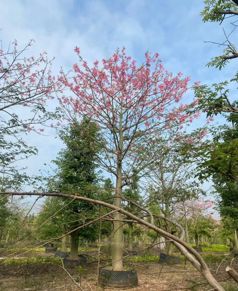 4. 喜光耐旱易養,土壤要求寬鬆