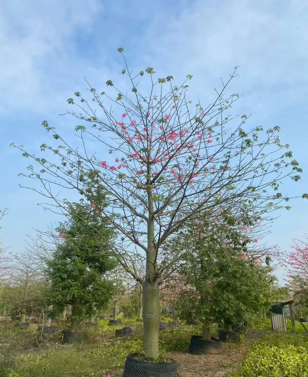 2. 秋冬無葉開花,粉紫花朵爛漫