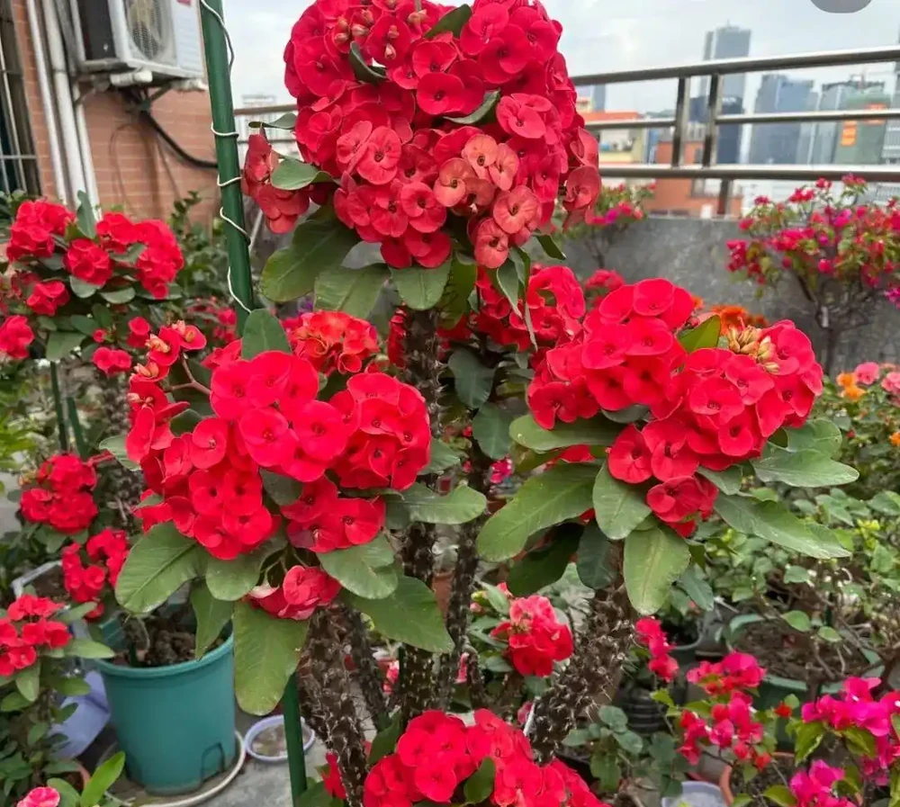 冬天凍不死,夏天熱不壞,七種好養又皮實的花,最適合新手