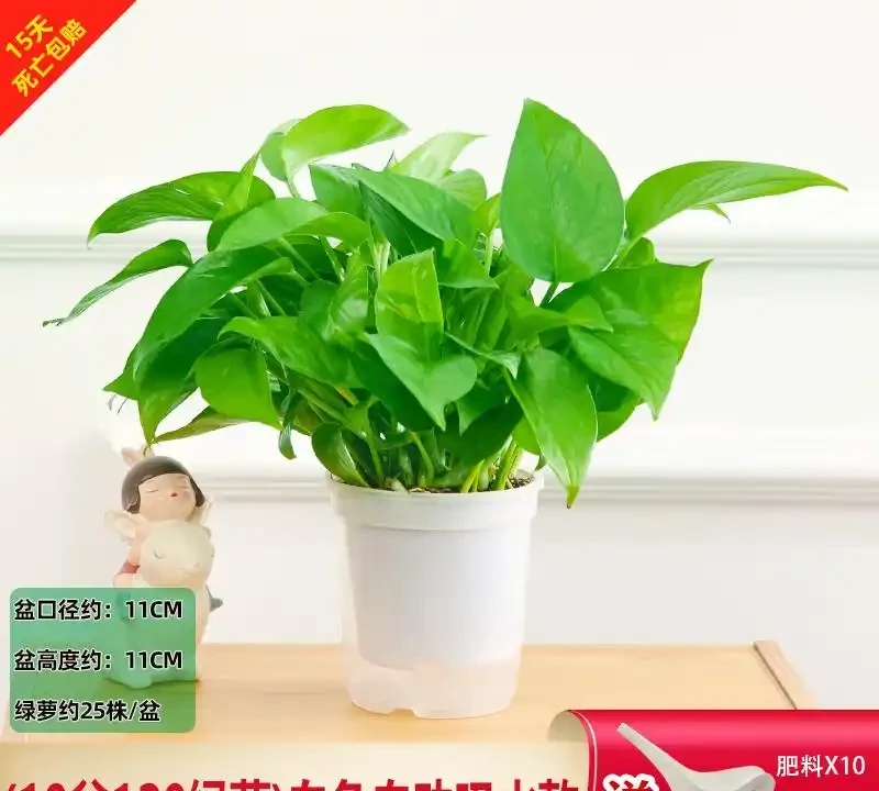 新房甲醛難除？別愁！黃金葛盆栽堪稱天然除醛衛士，擺上幾盆，不僅除醛還能為家增添清新綠意