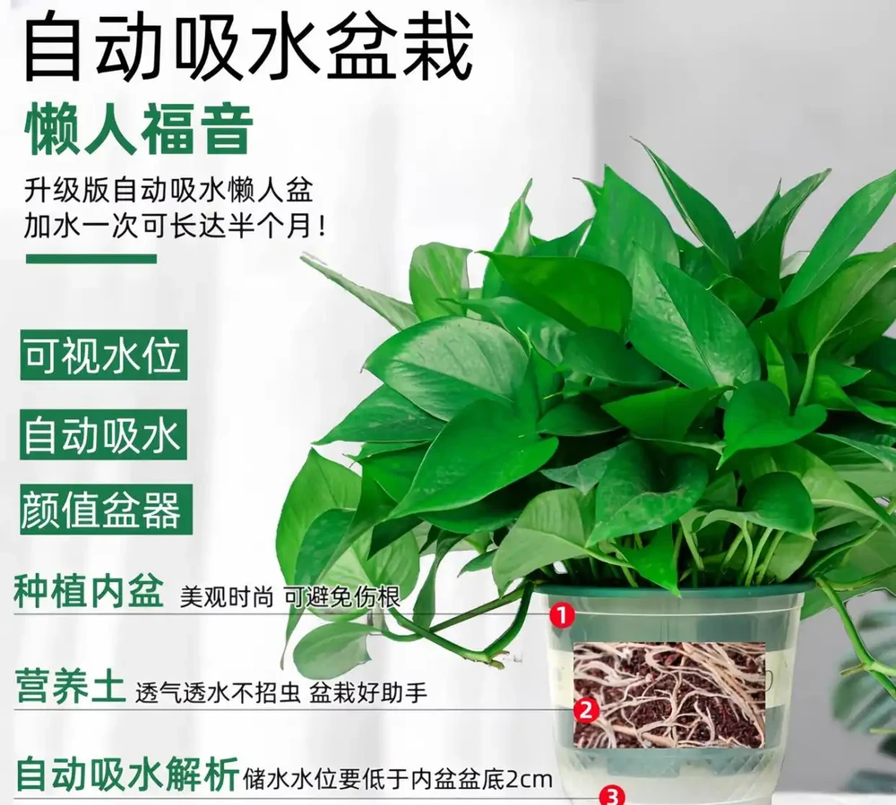 新房甲醛難除？別愁！黃金葛盆栽堪稱天然除醛衛士，擺上幾盆，不僅除醛還能為家增添清新綠意