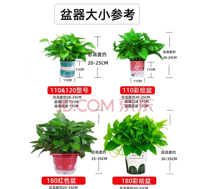 新房甲醛難除？別愁！黃金葛盆栽堪稱天然除醛衛士，擺上幾盆，不僅除醛還能為家增添清新綠意