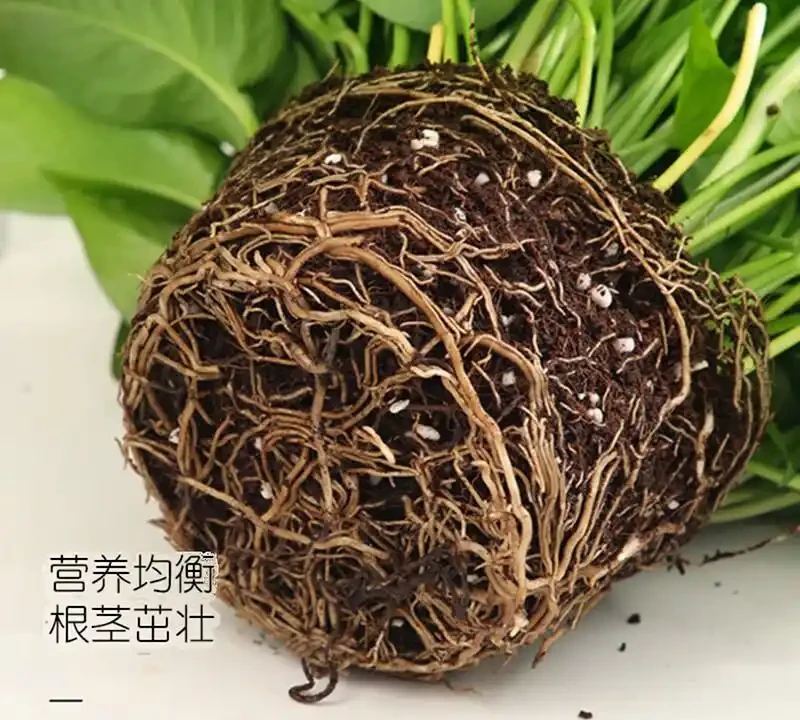 新房甲醛難除？別愁！黃金葛盆栽堪稱天然除醛衛士，擺上幾盆，不僅除醛還能為家增添清新綠意