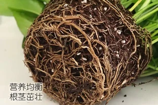 新房甲醛難除？別愁！黃金葛盆栽堪稱天然除醛衛士，擺上幾盆，不僅除醛還能為家增添清新綠意