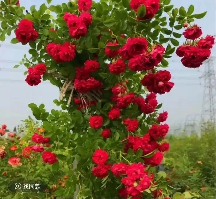 想打造夢幻花園卻無從下手？紅木香薔薇爬藤玫瑰就是秘密武器，這份全攻略揭秘種植、養護等要點，讓花園秒變仙境