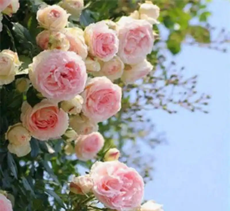 想打造夢幻花園卻無從下手？紅木香薔薇爬藤玫瑰就是秘密武器，這份全攻略揭秘種植、養護等要點，讓花園秒變仙境