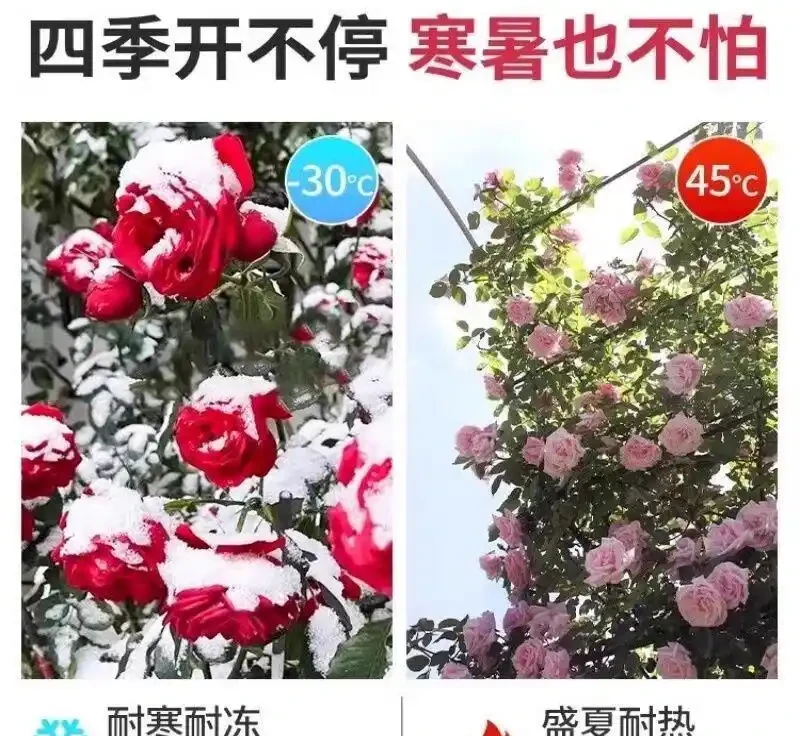 想打造夢幻花園卻無從下手？紅木香薔薇爬藤玫瑰就是秘密武器，這份全攻略揭秘種植、養護等要點，讓花園秒變仙境
