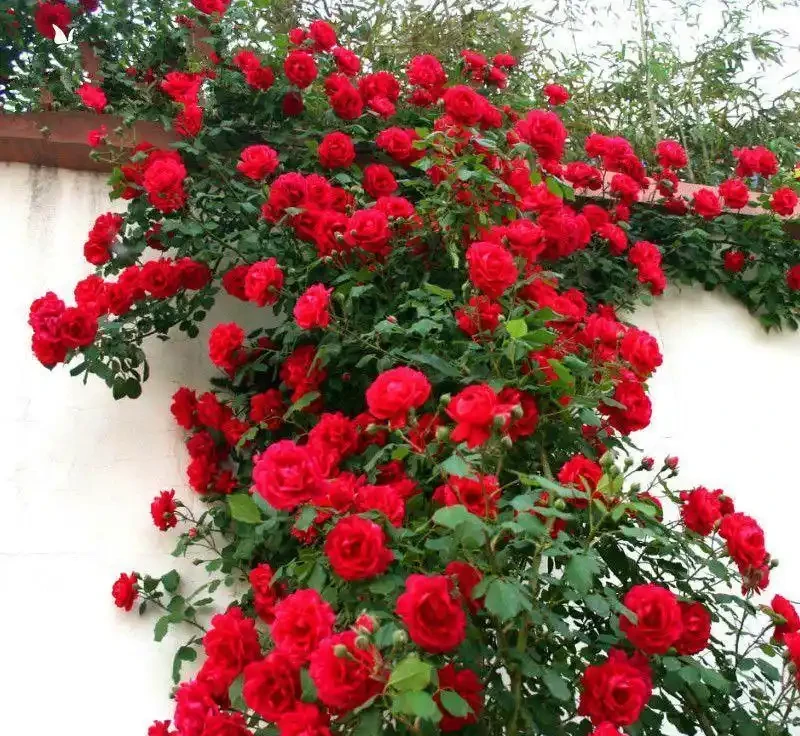 想打造夢幻花園卻無從下手？紅木香薔薇爬藤玫瑰就是秘密武器，這份全攻略揭秘種植、養護等要點，讓花園秒變仙境