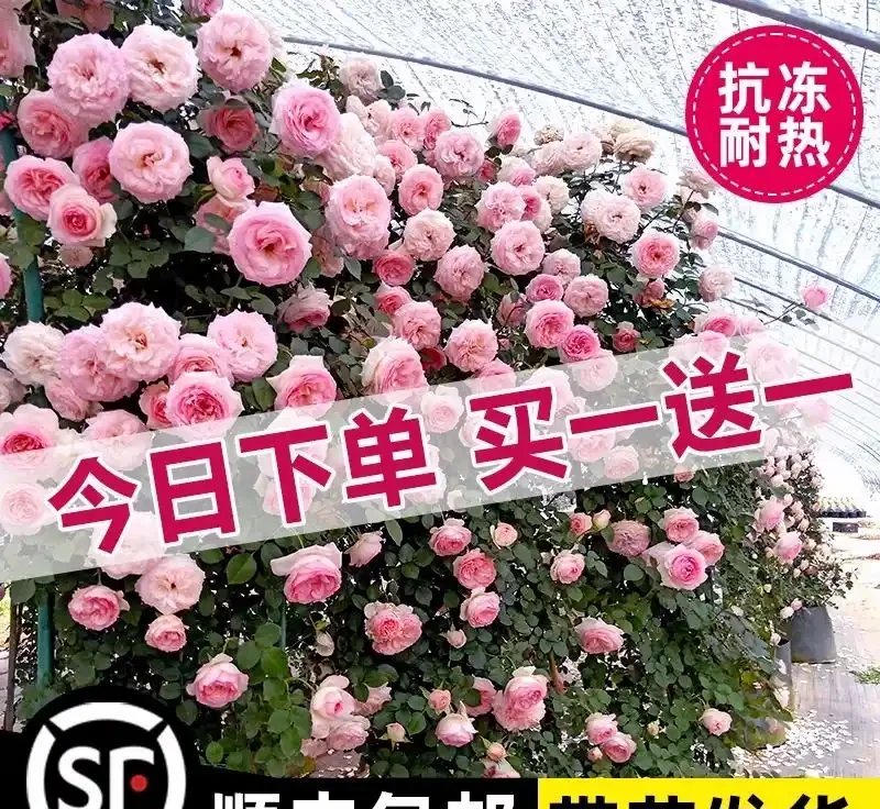 想打造夢幻花園卻無從下手？紅木香薔薇爬藤玫瑰就是秘密武器，這份全攻略揭秘種植、養護等要點，讓花園秒變仙境