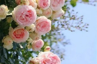 想打造夢幻花園卻無從下手？紅木香薔薇爬藤玫瑰就是秘密武器，這份全攻略揭秘種植、養護等要點，讓花園秒變仙境