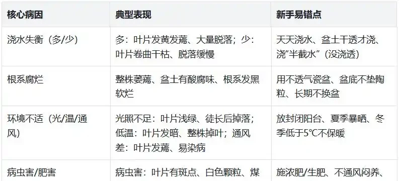 幸福樹葉子嘩嘩掉?4步急救法,新葉蹭蹭冒