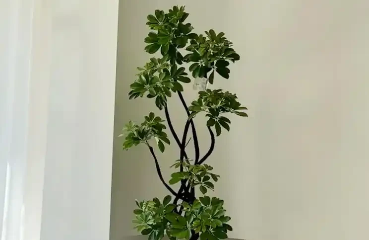 鴨腳木冬天掉葉怎麼救?4招救回,15天冒新葉超省心