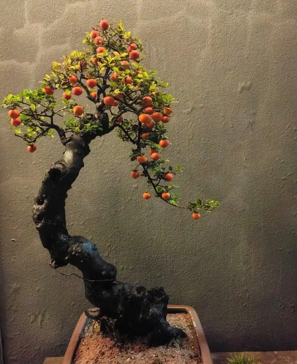 為一盆金彈子執念多年,養後才懂:活不難,難的是養出掛半年的「金燈籠」