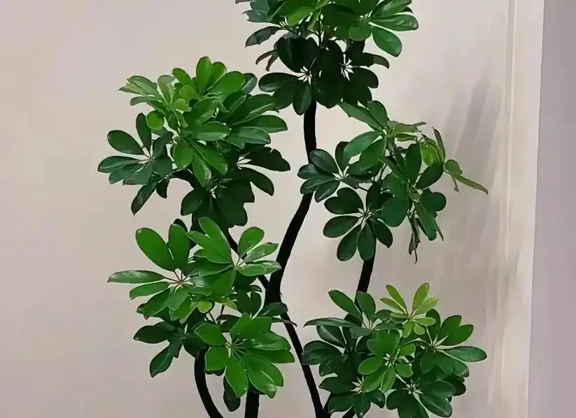 鴨腳木冬天掉葉怎麼救?4招救回,15天冒新葉超省心