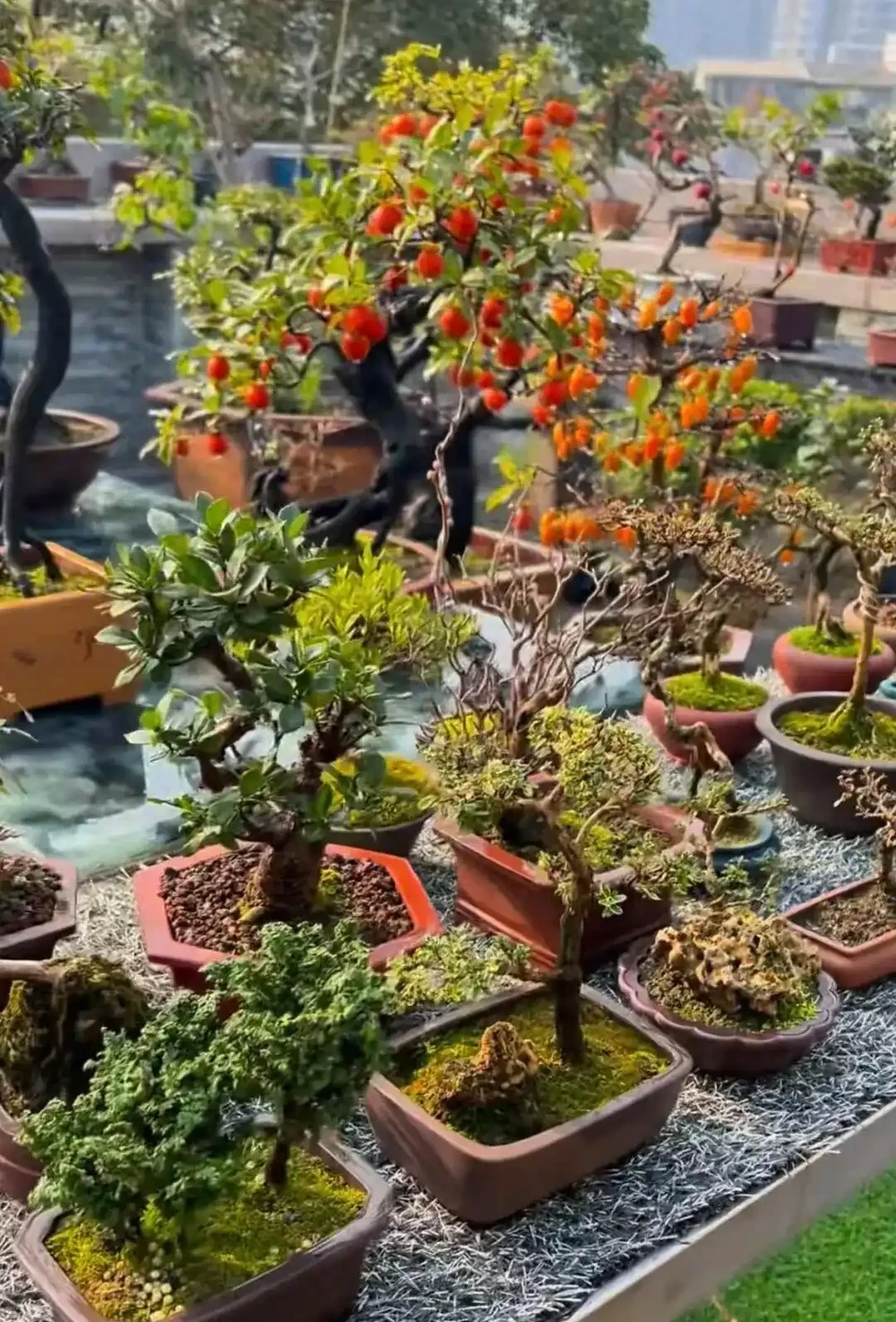 為一盆金彈子執念多年,養後才懂:活不難,難的是養出掛半年的「金燈籠」