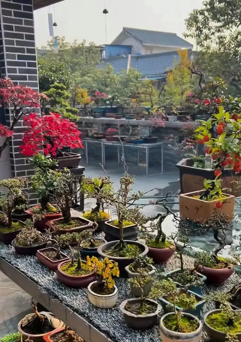 為一盆金彈子執念多年,養後才懂:活不難,難的是養出掛半年的「金燈籠」