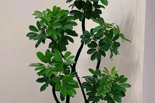 鴨腳木冬天掉葉怎麼救？4招救回，15天冒新葉超省心