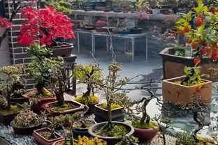 為一盆金彈子執念多年，養後才懂：活不難，難的是養出掛半年的「金燈籠」