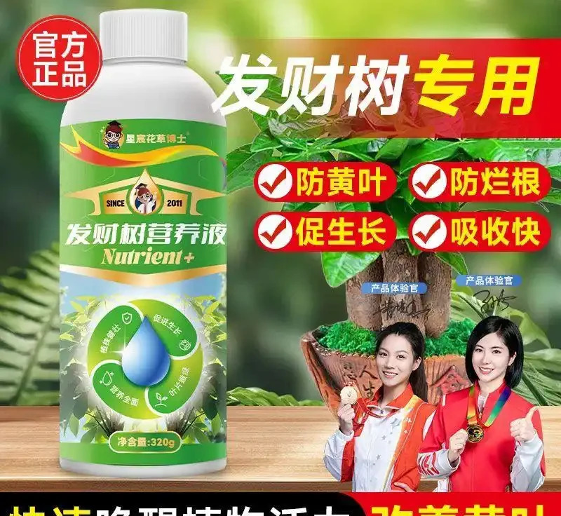 發財樹萎靡不振？別慌！專業營養液是綠植「續命仙丹」，能讓你的發財樹快速重煥生機，重拾往日繁茂