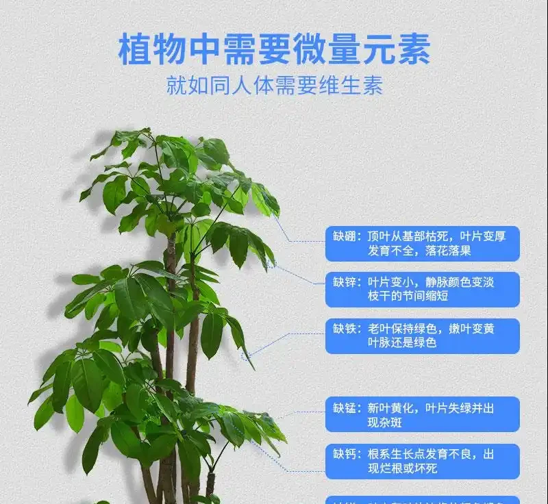 發財樹萎靡不振？別慌！專業營養液是綠植「續命仙丹」，能讓你的發財樹快速重煥生機，重拾往日繁茂