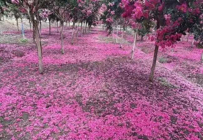 百日紅栽培為什麼高於地面