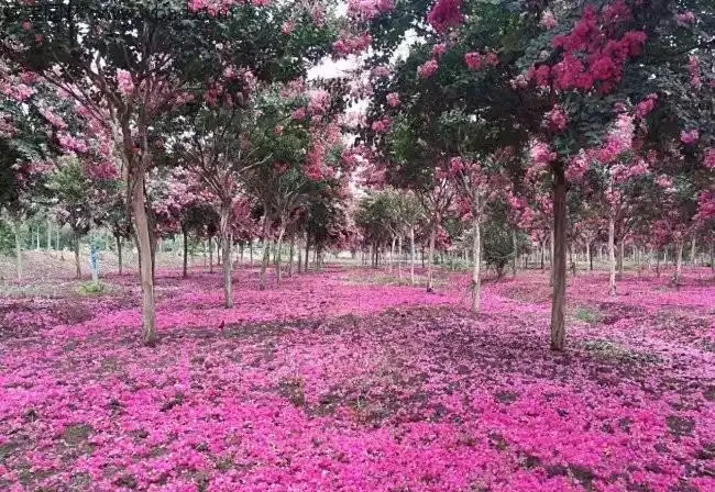 百日紅栽培為什麼高於地面
