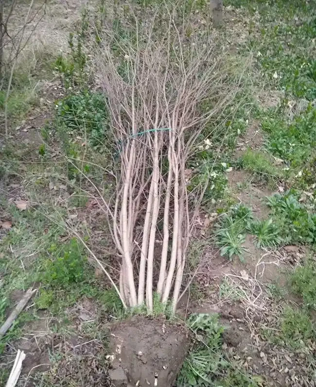 百日紅栽培為什麼高於地面