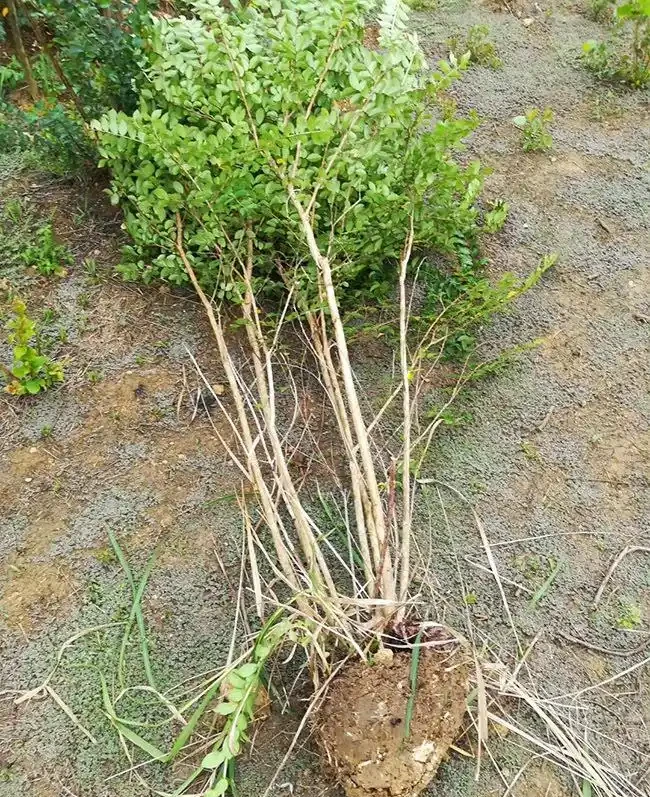 百日紅栽培為什麼高於地面