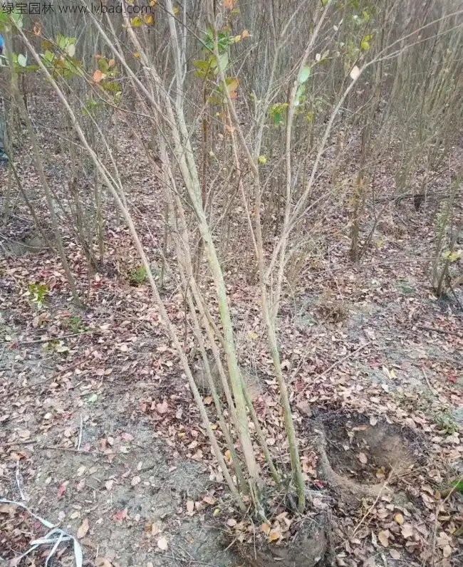 百日紅栽培為什麼高於地面