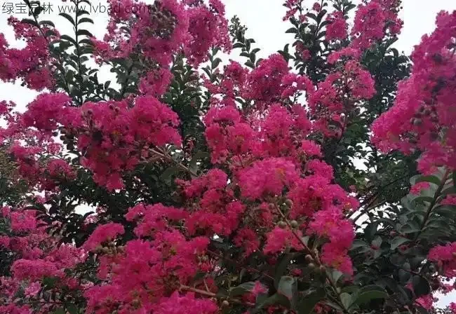 百日紅栽培為什麼高於地面