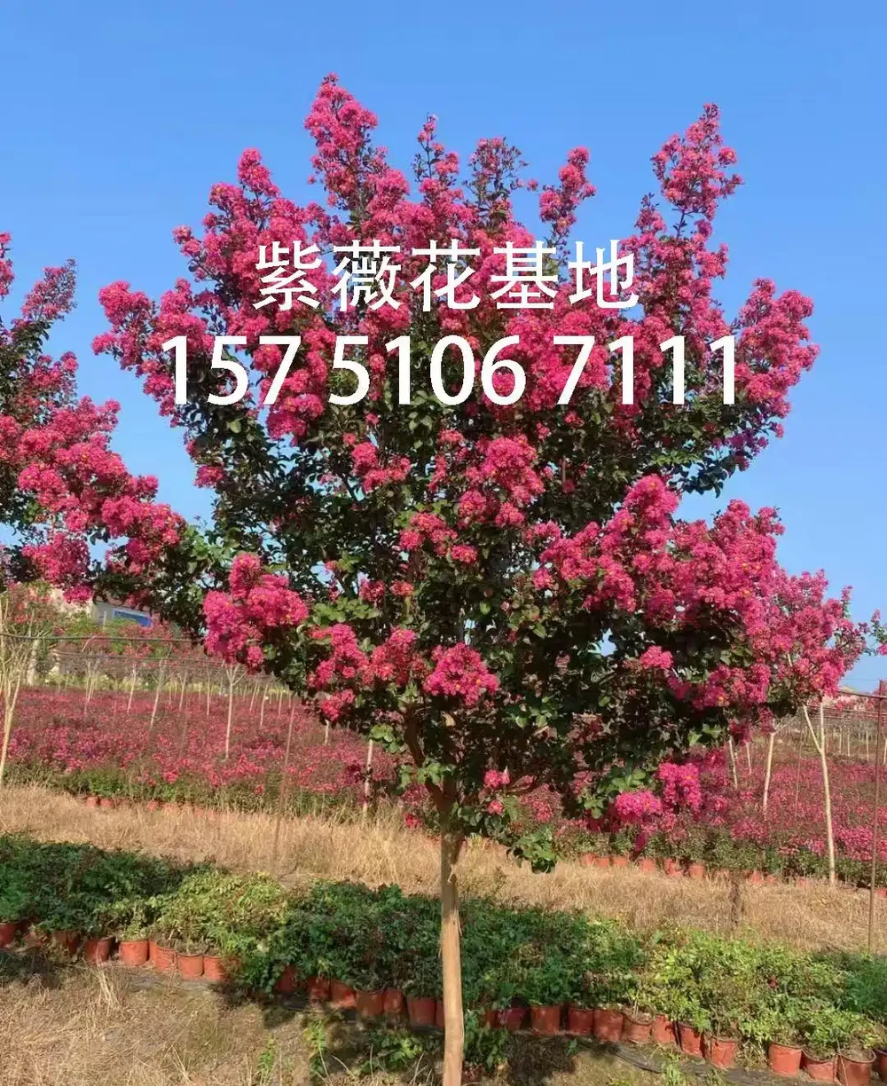 百日紅栽培為什麼高於地面