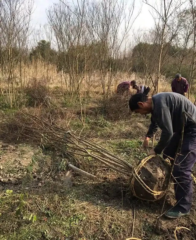 百日紅栽培為什麼高於地面