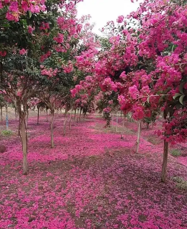百日紅栽培為什麼高於地面