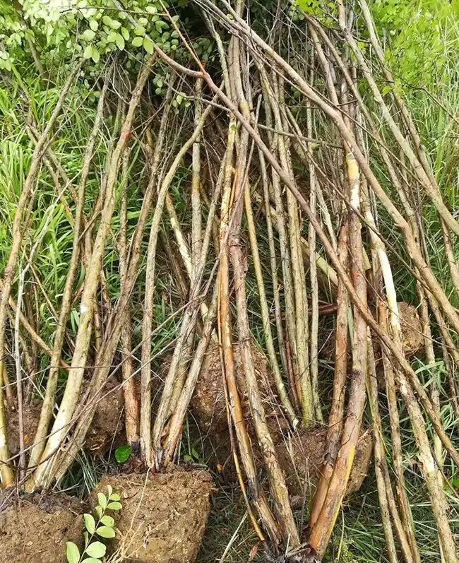 百日紅栽培為什麼高於地面