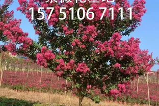 百日紅栽培為什麼高於地面