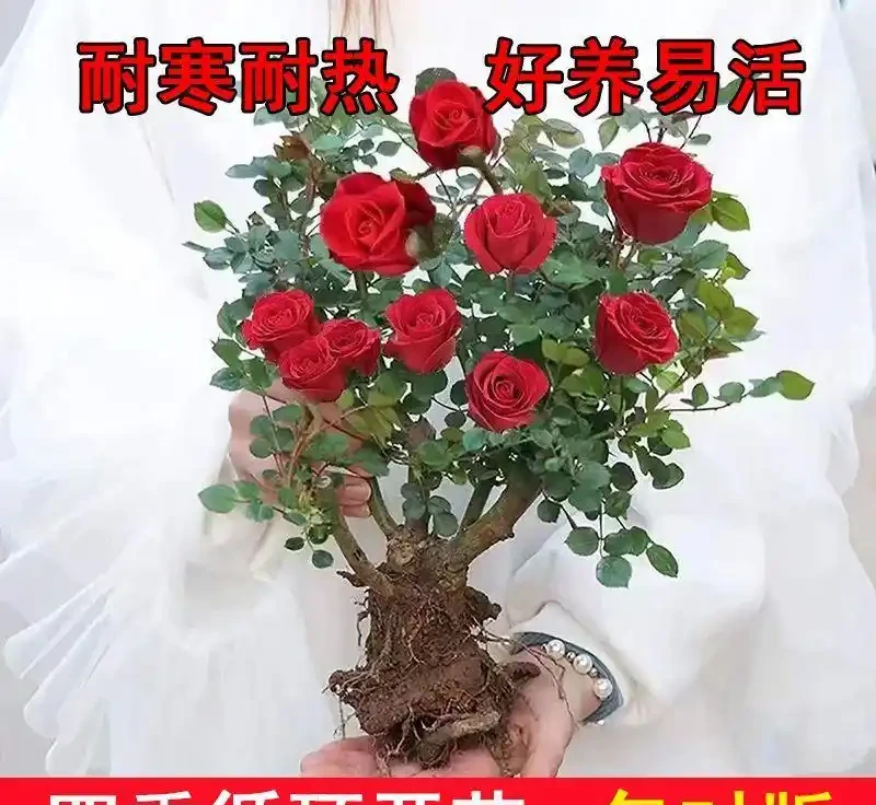想讓花園瞬間變身浪漫仙境?香水玫瑰老樁盆栽就是關鍵!它究竟有何魔力,能成為打造絕美花園的秘密武器