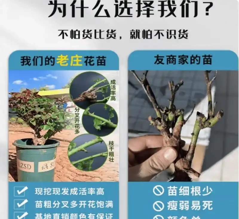 想讓花園瞬間變身浪漫仙境?香水玫瑰老樁盆栽就是關鍵!它究竟有何魔力,能成為打造絕美花園的秘密武器
