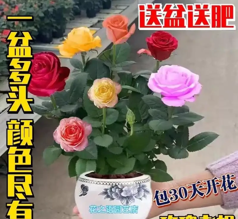 想讓花園瞬間變身浪漫仙境?香水玫瑰老樁盆栽就是關鍵!它究竟有何魔力,能成為打造絕美花園的秘密武器