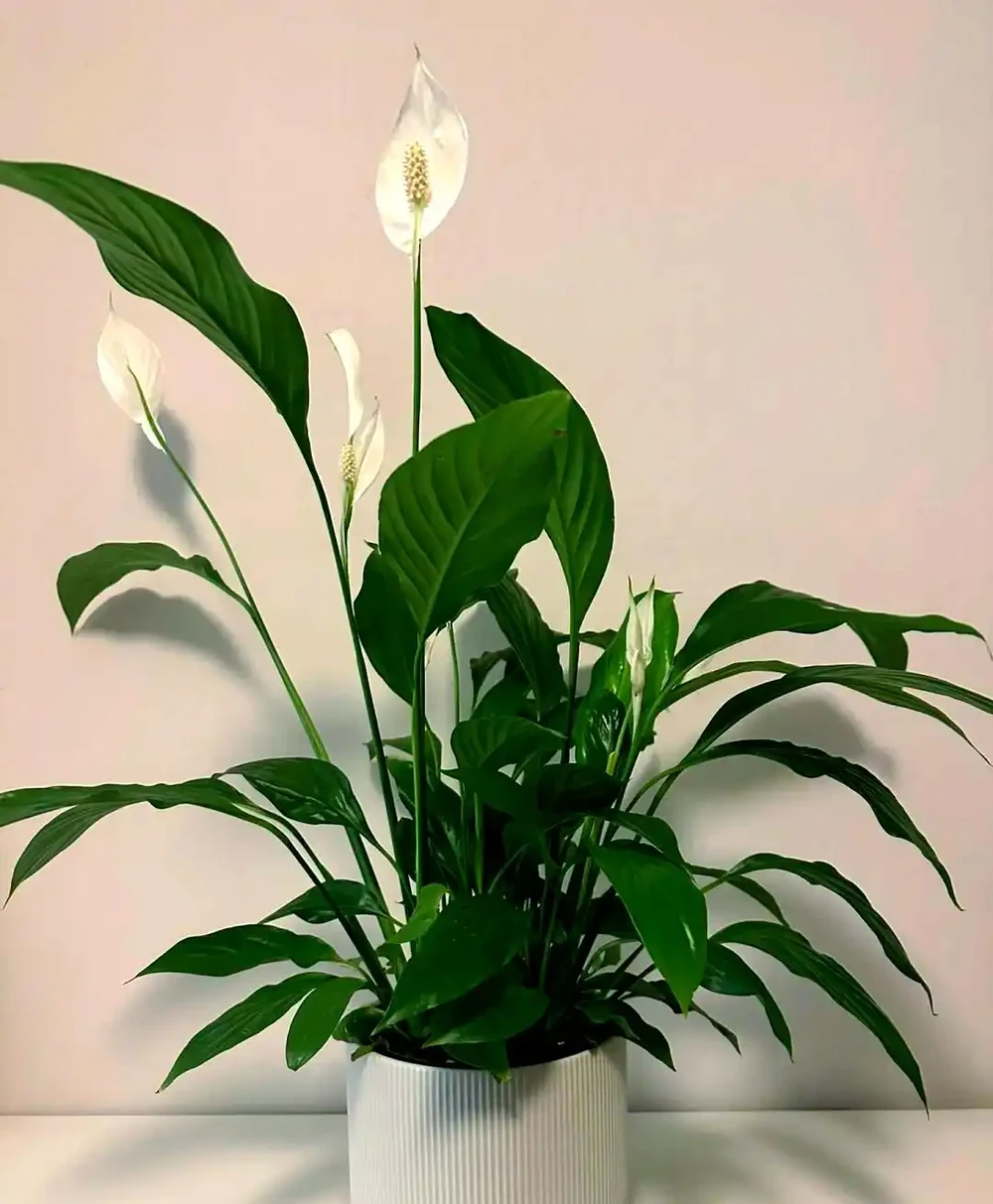 適合辦公室的三種超級綠植推薦