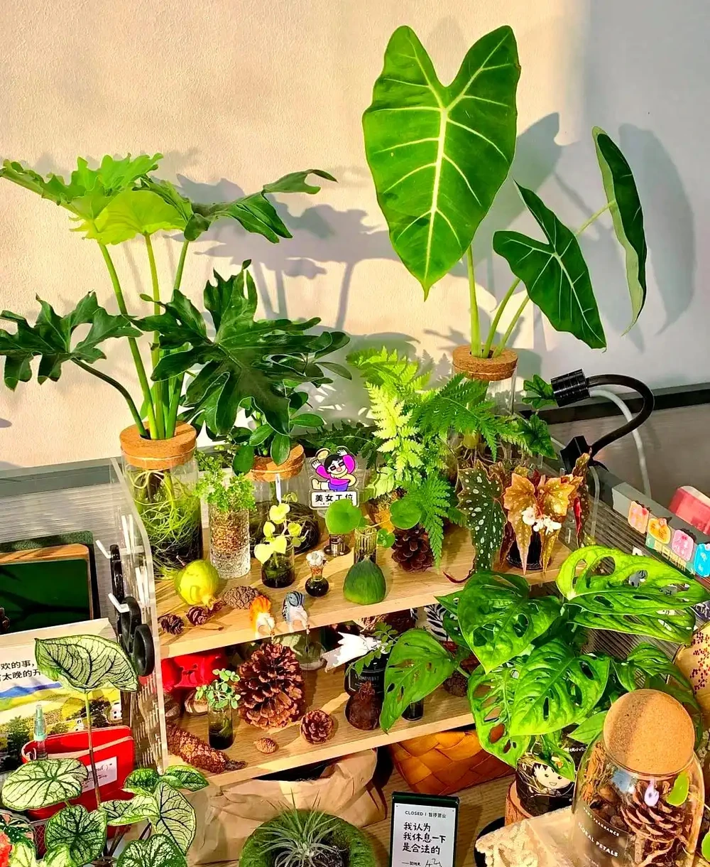 適合辦公室的三種超級綠植推薦
