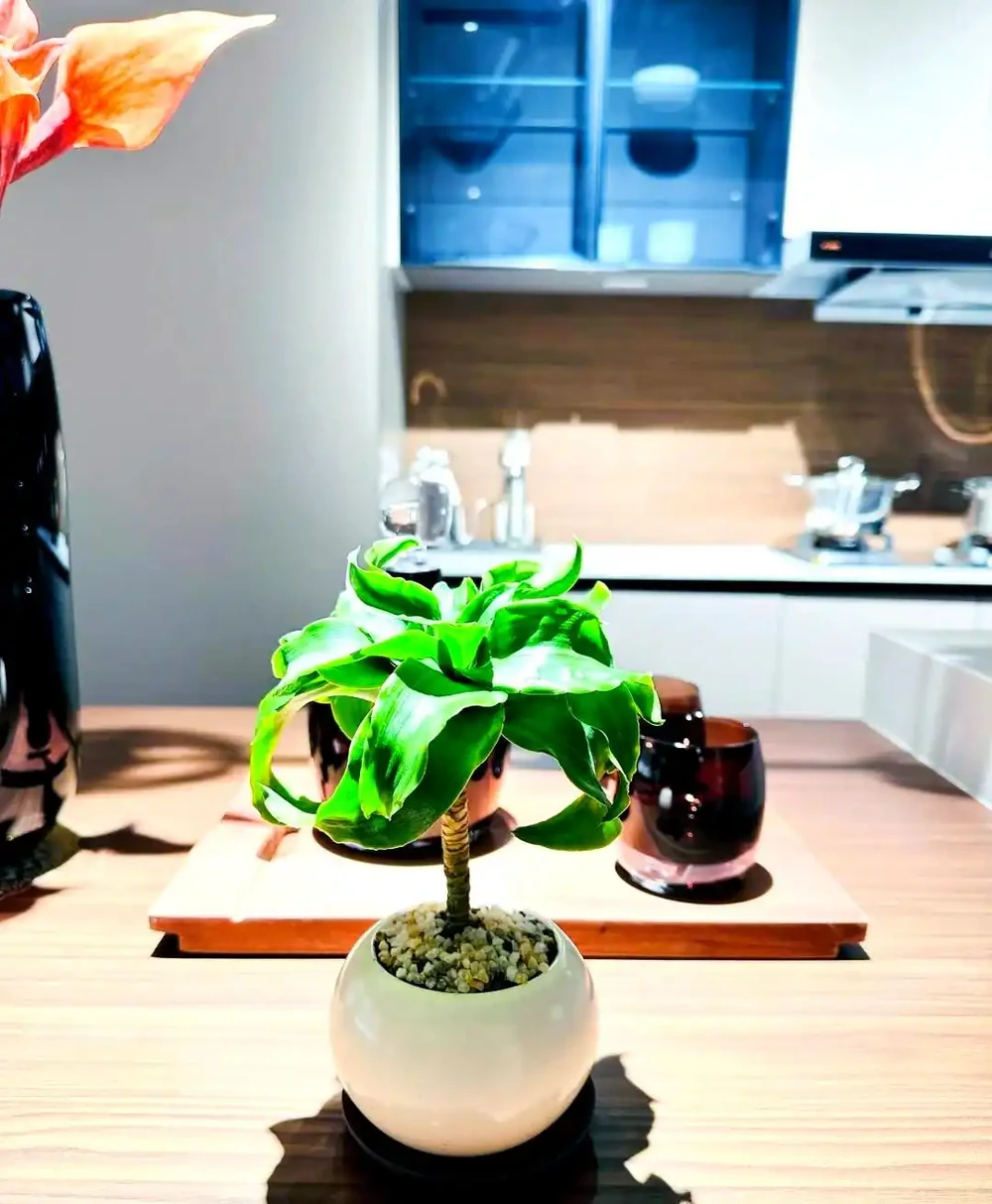 適合辦公室的三種超級綠植推薦