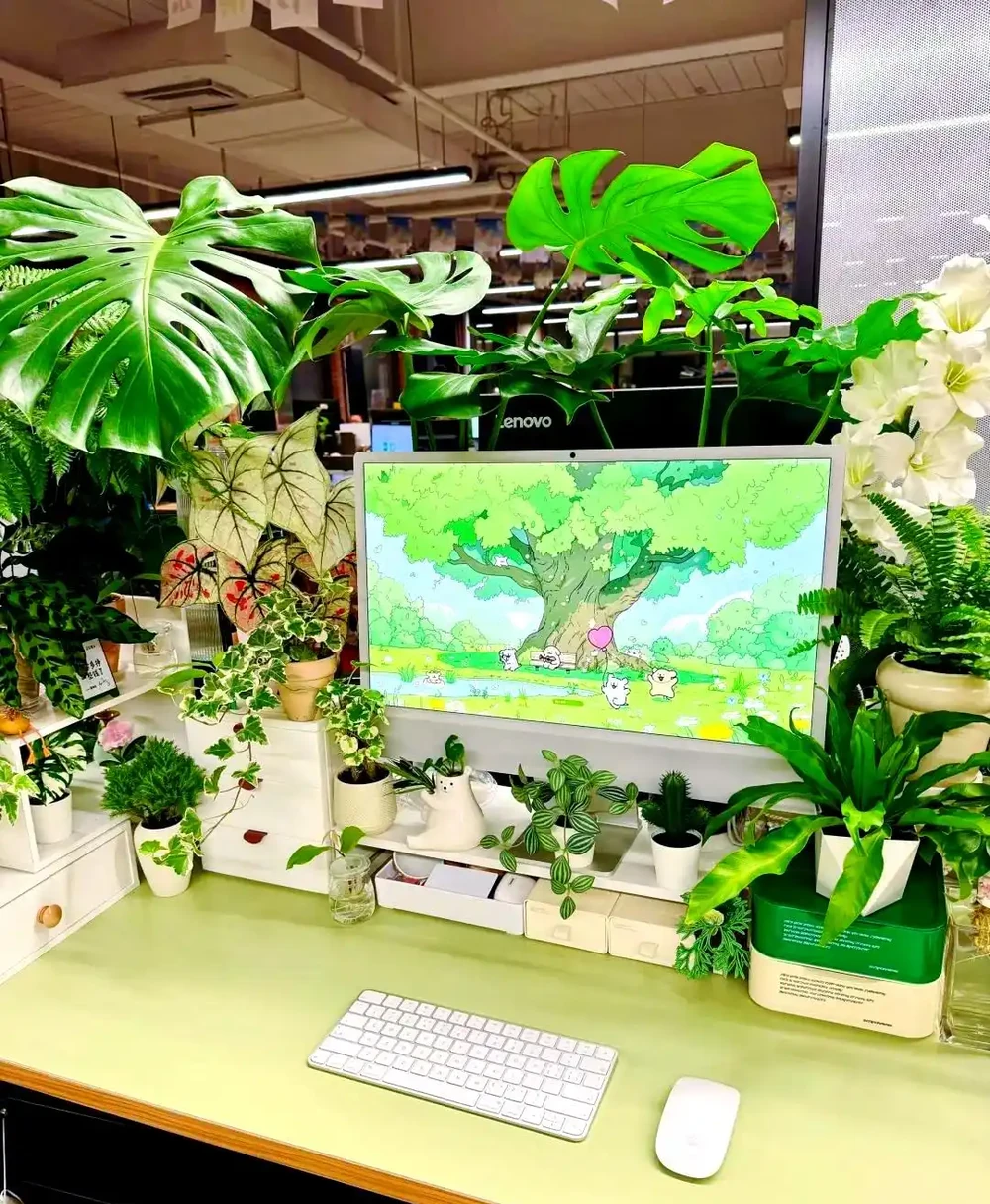 適合辦公室的三種超級綠植推薦