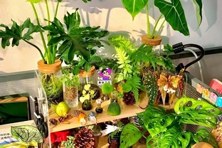 適合辦公室的三種超級綠植推薦