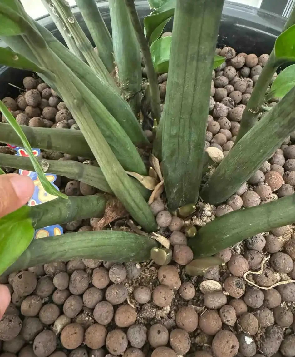 冬季雪鐵芋怎麼養？葉片發黃、腐根倒伏、不長新芽？做好這3點，葉片厚綠又招財！