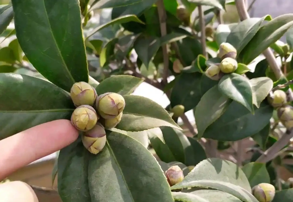 這幾種「醋罈子」植物，喂一勺「白醋」能瘋長不黃葉，花越開越旺