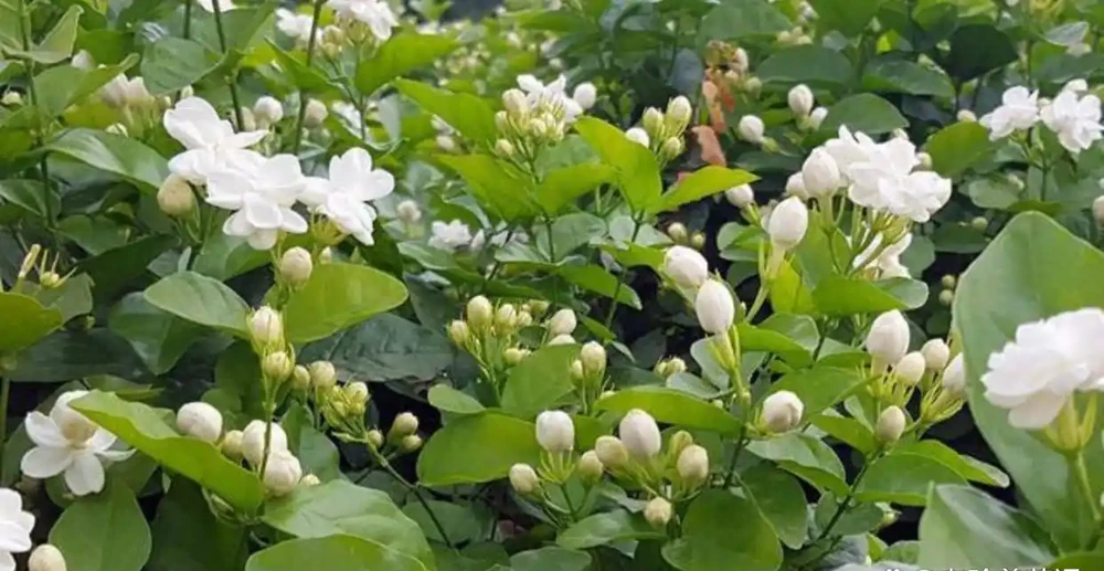 這幾種「醋罈子」植物，喂一勺「白醋」能瘋長不黃葉，花越開越旺