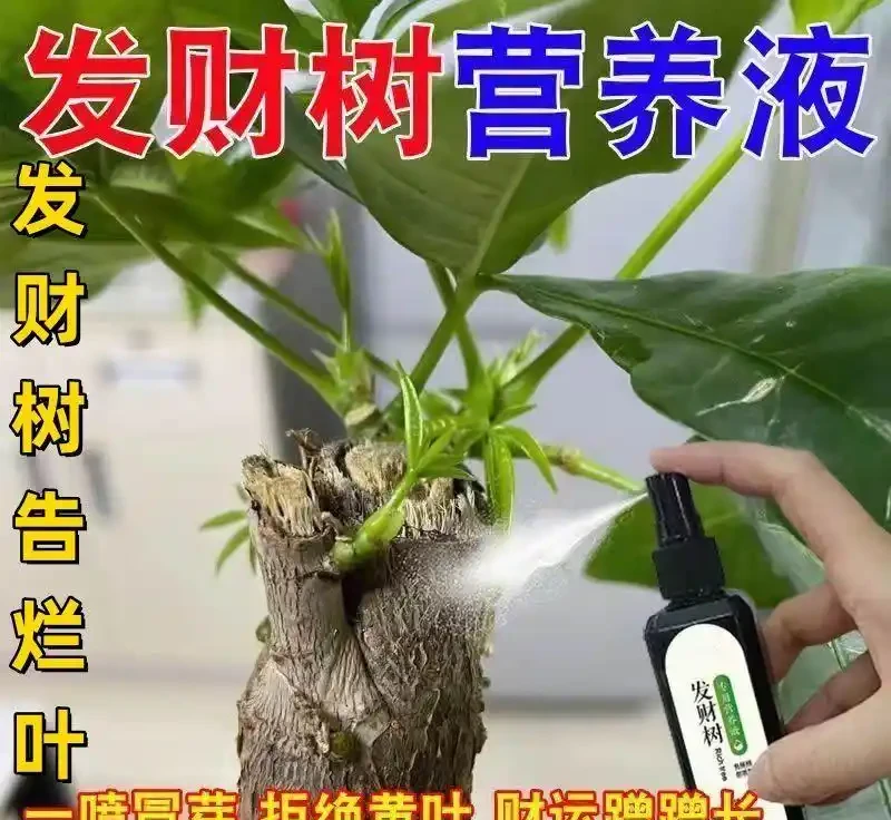 發黃發財樹快沒救了？別慌！這些專用營養液堪稱綠植「復活仙丹」，讓你的發財樹重煥生機