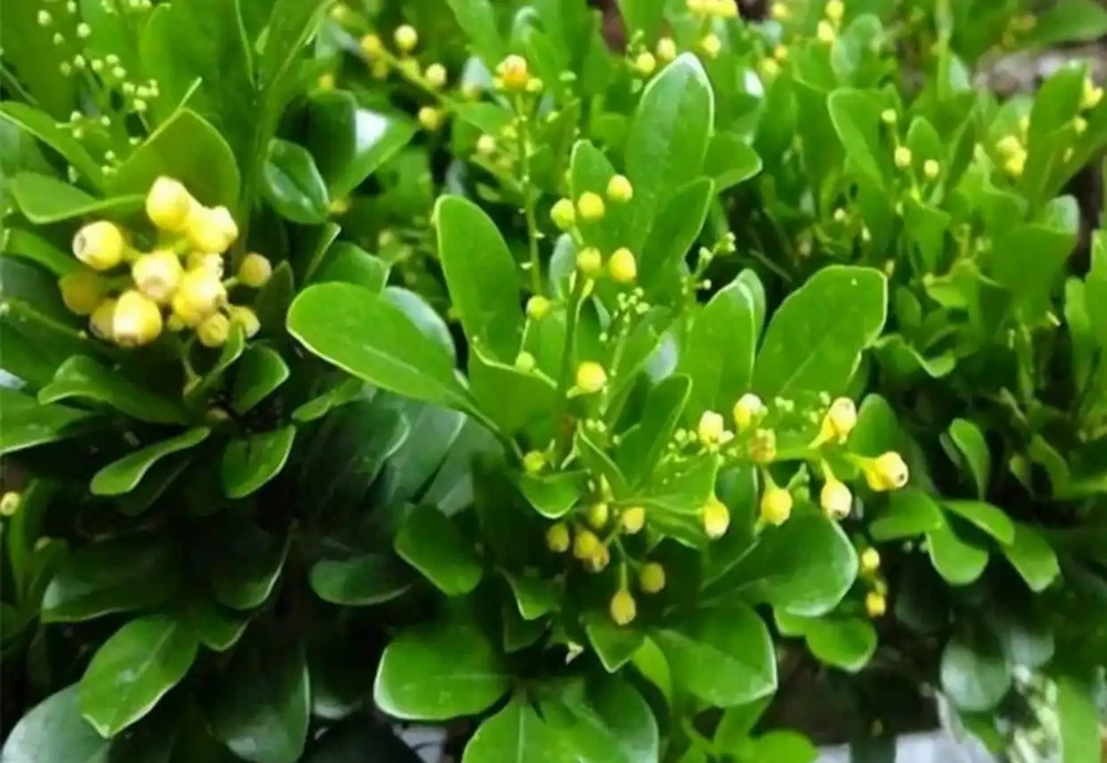 這幾種「醋罈子」植物，喂一勺「白醋」能瘋長不黃葉，花越開越旺